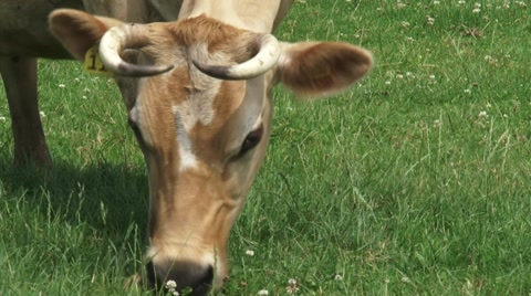 泽西牛，吃着三叶草的牛 - 近距离拍摄，牛移动 - 跟踪镜头视频素材模板下载
