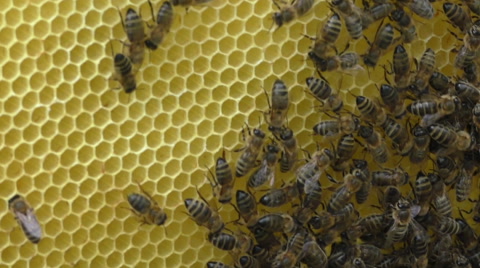 蜜蜂在蜂巢上爬行视频素材模板下载