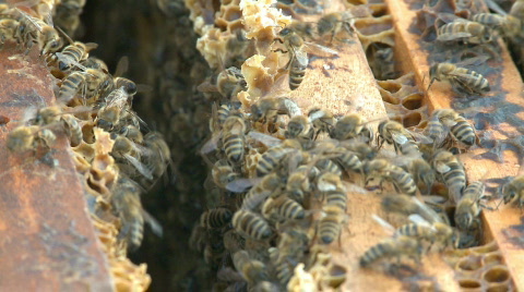 养蜂、蜜蜂和蜂箱视频素材模板下载