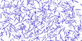 显微镜下的蓝细胞病毒茶细菌微生物藻类细胞药物。