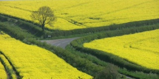 道路穿过油菜种子作物黄色花朵的田野。