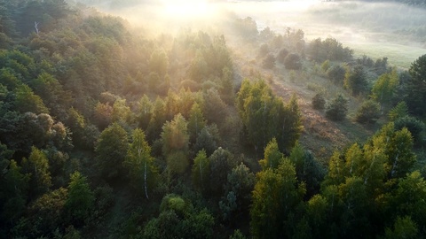 原始森林的清晨雾气弥漫