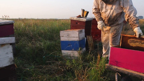 养蜂人正在检查蜜蜂，打开蜂箱。视频素材模板下载