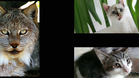 猫咪蒙太奇拼贴4K动画视频视频素材模板下载