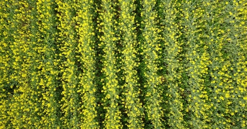 春季黄色油菜籽田的4k鸟瞰图