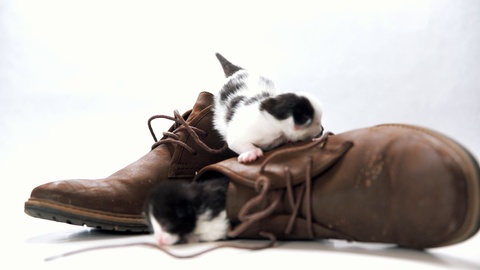 两只小猫在一双棕色靴子里喵喵叫着爬来爬去视频素材模板下载