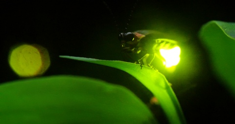 发亮的萤火虫