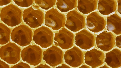 蜂巢透明的蜜滴从蜂巢滴落近距离拍摄视频素材模板下载