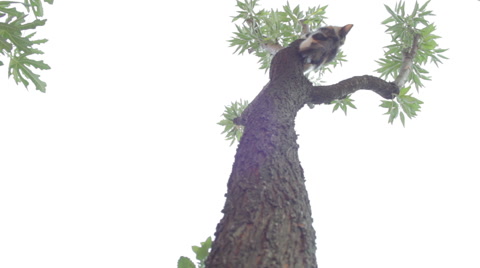 小猫从树上跳下来视频素材模板下载