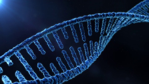 人类DNA链环