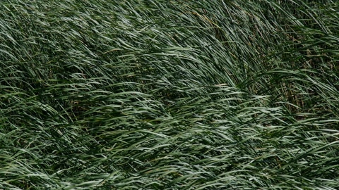 在风中飞舞的芦苇草