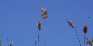 风中的芦苇尖，蓝天