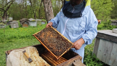 养蜂人在养蜂场上养蜂人在养蜂场上与蜜蜂和蜂箱一起工作视频素材模板下载