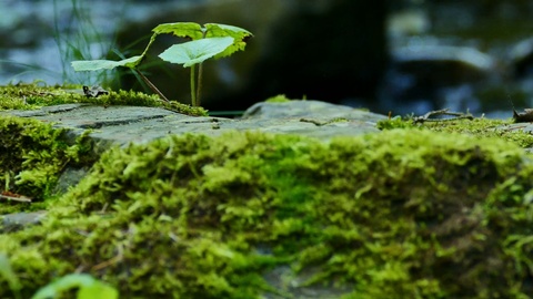 河流边岩石上的绿色苔藓