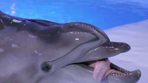 海豚馆中的瓶鼻海豚视频素材模板下载