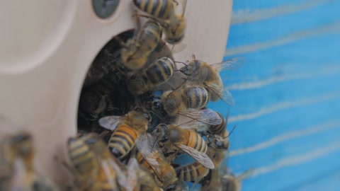 蜜蜂在养蜂场上的证据中视频素材模板下载