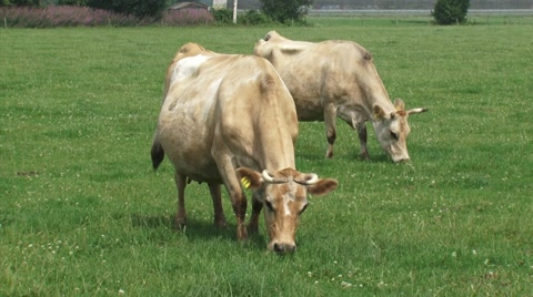荷兰乡村，一对泽西牛在长满三叶草的牧场上视频素材模板下载