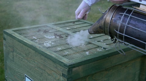 养蜂人往蜜蜂封箱喷烟视频素材模板下载