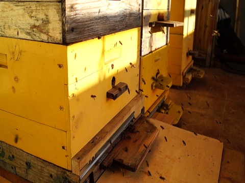 蜜蜂在蜂箱附近飞视频素材模板下载