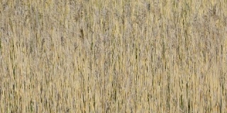 阳光明媚的春天，棕色的芦苇草在风中移动