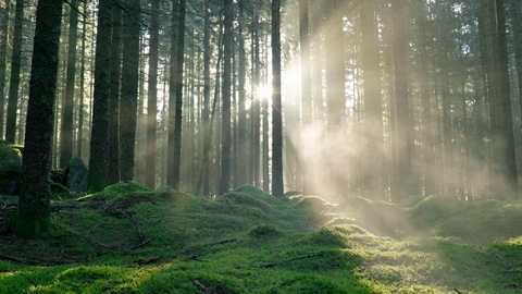 太阳穿过薄雾松树林折射视频