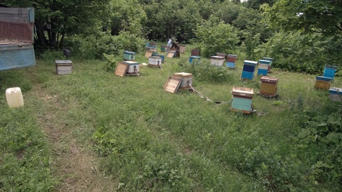 山上养蜂场蜜蜂养殖工人正在工作鸟瞰视角视频素材模板下载