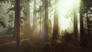 魔法森林中的梦幻萤火虫灯视频素材模板下载