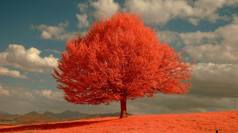 延时拍摄户外的红树