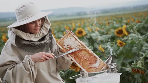 养蜂人用刀从蜂巢框架上切蜡视频素材模板下载