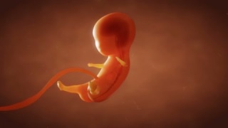 人类胚胎胎儿生长讲解视频素材模板下载