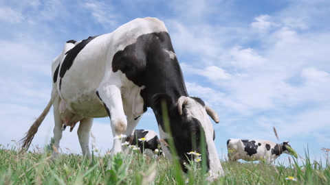 奶牛在田野里吃绿草的特写镜头