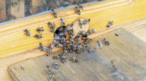 蜜蜂在蜂箱中进出的近景视频素材模板下载