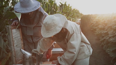 养蜂人在养蜂场与蜜蜂和蜂箱一起工作视频素材模板下载