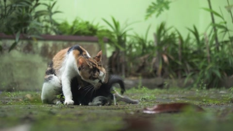 猫妈妈正在花园里给一只可爱的小猫喂奶视频素材模板下载
