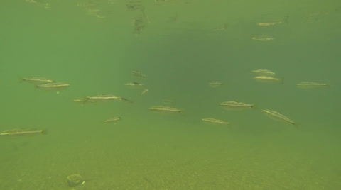 鱼在水下游动特写镜头视频素材模板下载