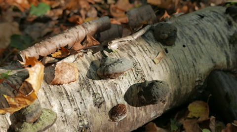 秋天森林里倒下的桦树的树干。
