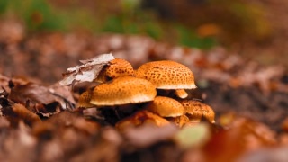 秋天森林落叶堆里的蘑菇视频素材模板下载