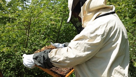 养蜂人在蜂群中的养蜂场工作视频素材模板下载