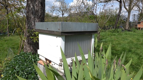 养蜂人在花园里照顾和检查蜂巢视频素材模板下载