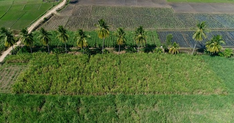 沿着不同田野种植的椰子树线的航拍