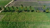 沿着不同田野种植的椰子树线的航拍高清在线视频素材下载