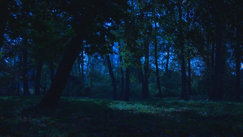 黑暗的森林景色