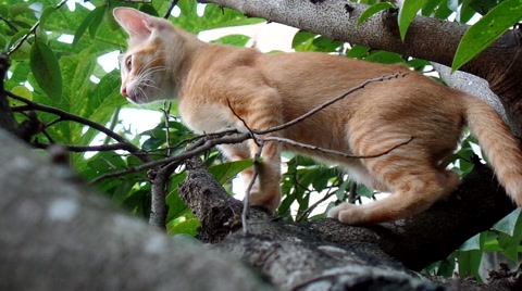 树上的橙色猫视频素材模板下载