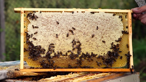 收集蜂蜜：蜂巢特写。养蜂工作：蜜蜂、蜂巢、蜂蜜视频素材模板下载