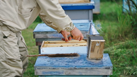 养蜂人拿着蜜蜂巢架视频素材模板下载