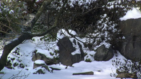 日式花园中被雪覆盖的犬儿树枝和石头