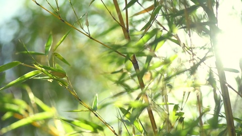 日本花园里清新摇曳的竹子特写镜头