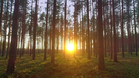 清晨的原始森林
