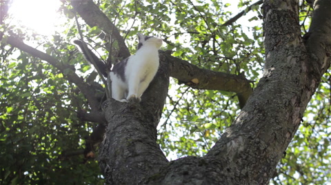 猫从树上爬下来视频素材模板下载