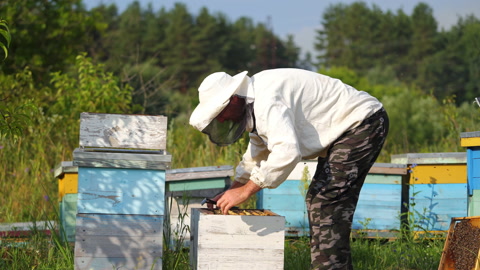 养蜂人在养蜂场与蜜蜂和蜂箱一起工作养蜂人在养蜂场上视频素材模板下载